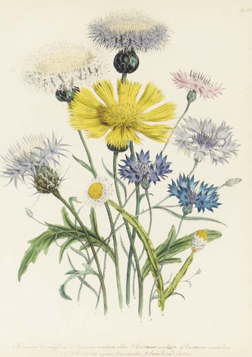 Jane Wells Loudon - The Ladies\' Flower Garden: Nine Plates