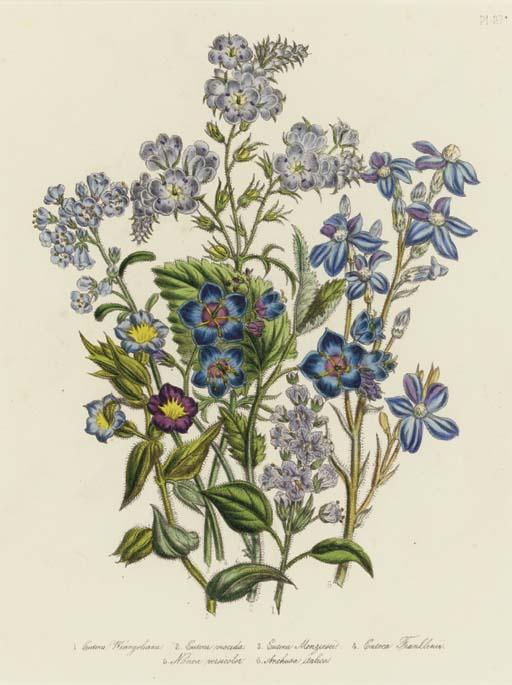 Jane Wells Loudon - The Ladies\' Flower Garden: Six Plates