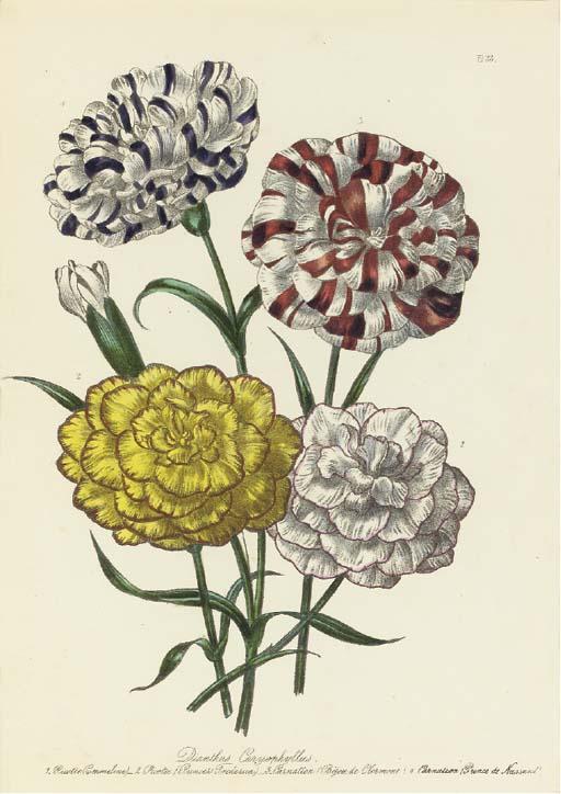 Jane Wells Loudon - The Ladies\' Flower Garden: Six Plates