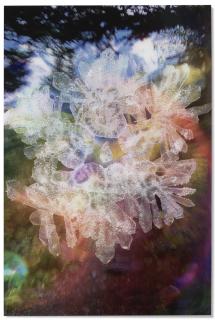 Jared Madere - Brutthammelo