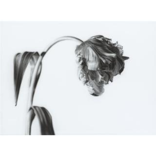 Jason Brooks - Estella Rijnveld (Parrot)