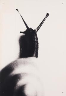 Jason Dodge - Time Capsule - Snail