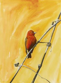 Jason Middlebrook - The Provider, Scarlet Tanager