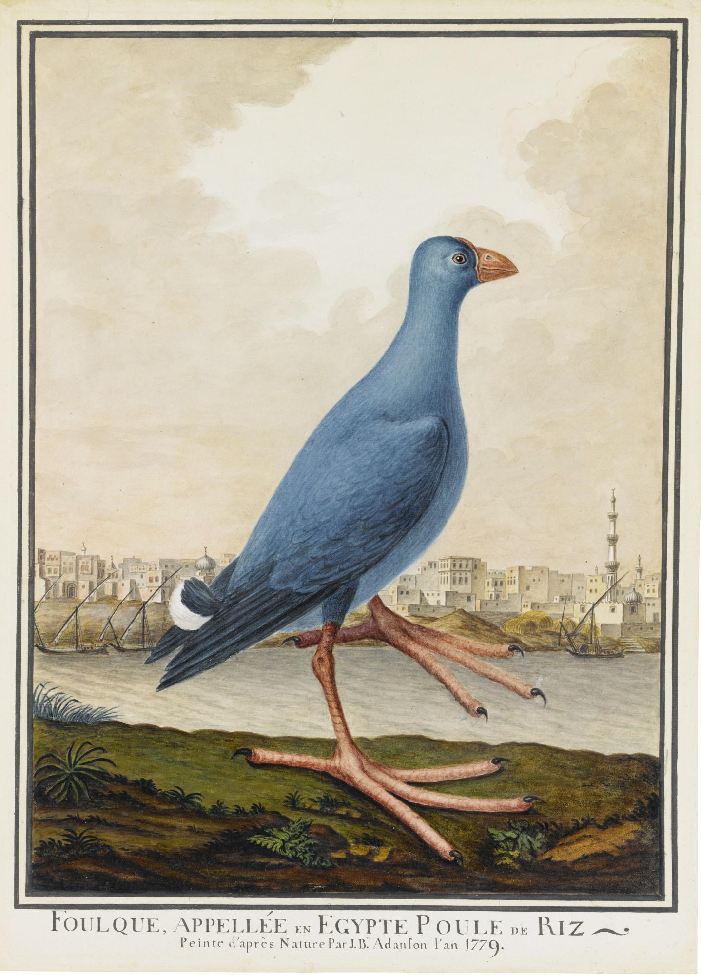 Jean-Baptiste Adanson - A Coot Standing On The Banks Of The River Nile