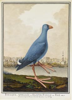 Jean-Baptiste Adanson - A Coot Standing On The Banks Of The River Nile