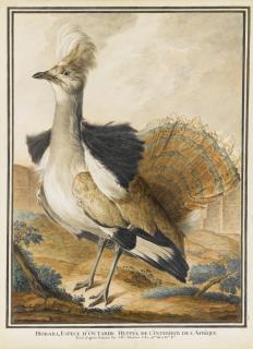 Jean-Baptiste Adanson - A Houbara Bustard Standing In A Landscape, Fanning Its Tail Feathers