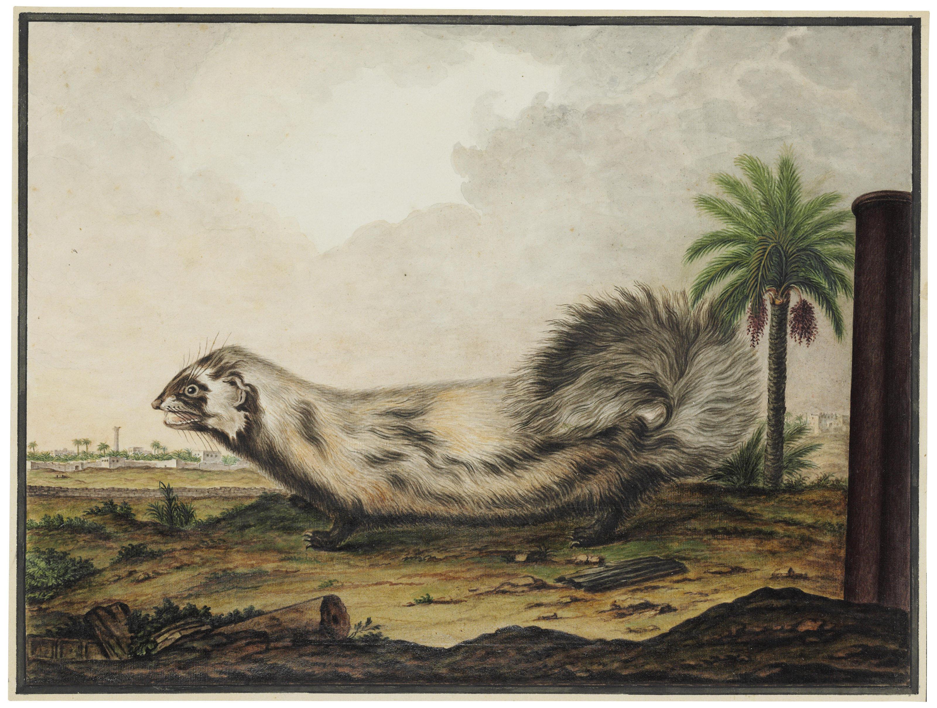 Jean-Baptiste Adanson - An African striped weasel (Poecilogale albinucha)