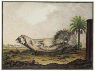 Jean-Baptiste Adanson - An African striped weasel (Poecilogale albinucha)