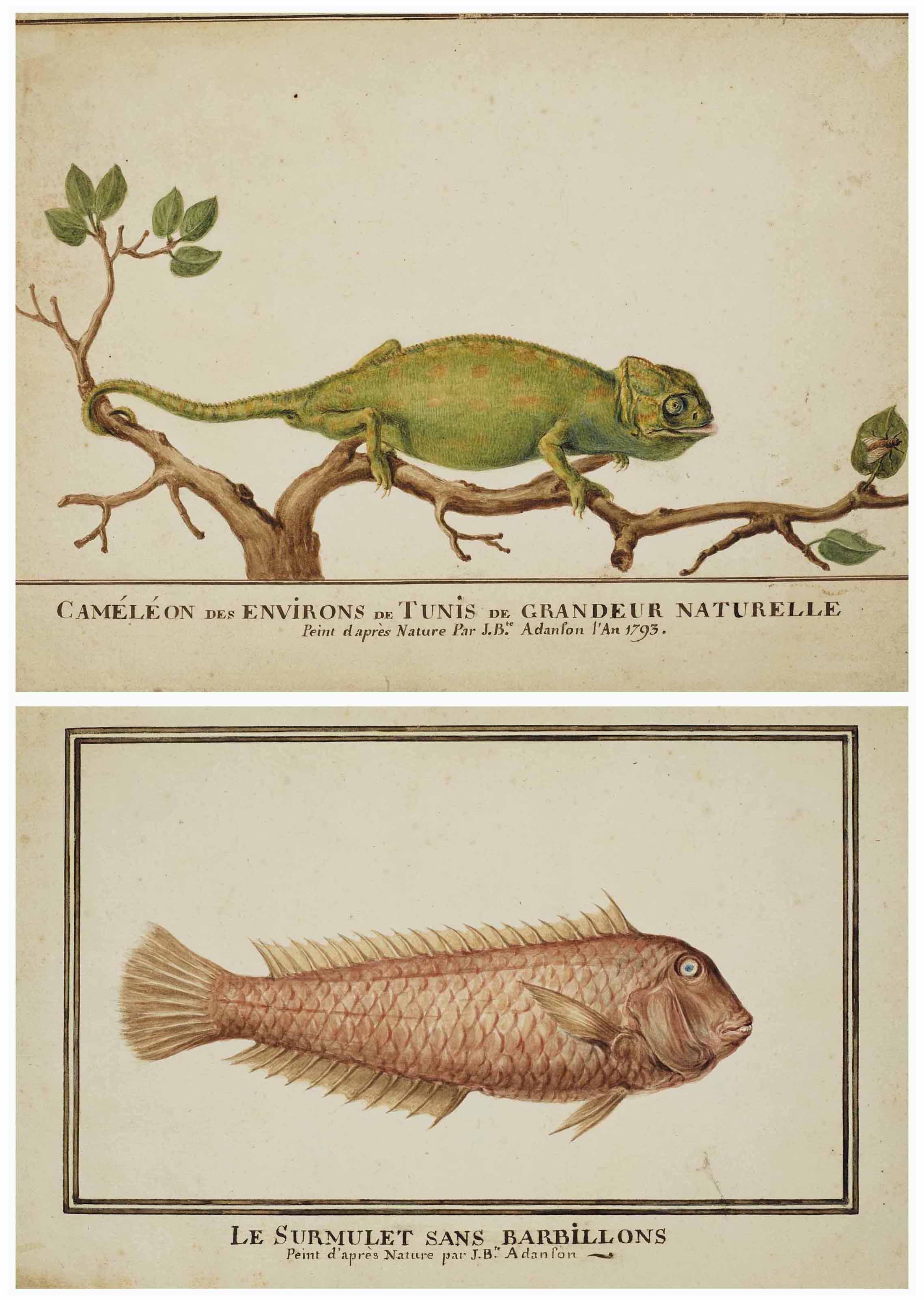 Jean-Baptiste Adanson - Caméléon (Chamaeleonidae) sur une branche; et Surmulet (Mullus Surmuletus)