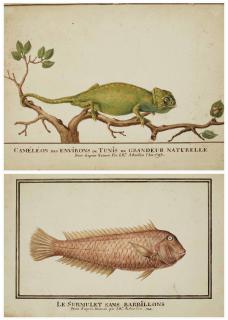 Jean-Baptiste Adanson - Caméléon (Chamaeleonidae) sur une branche; et Surmulet (Mullus Surmuletus)