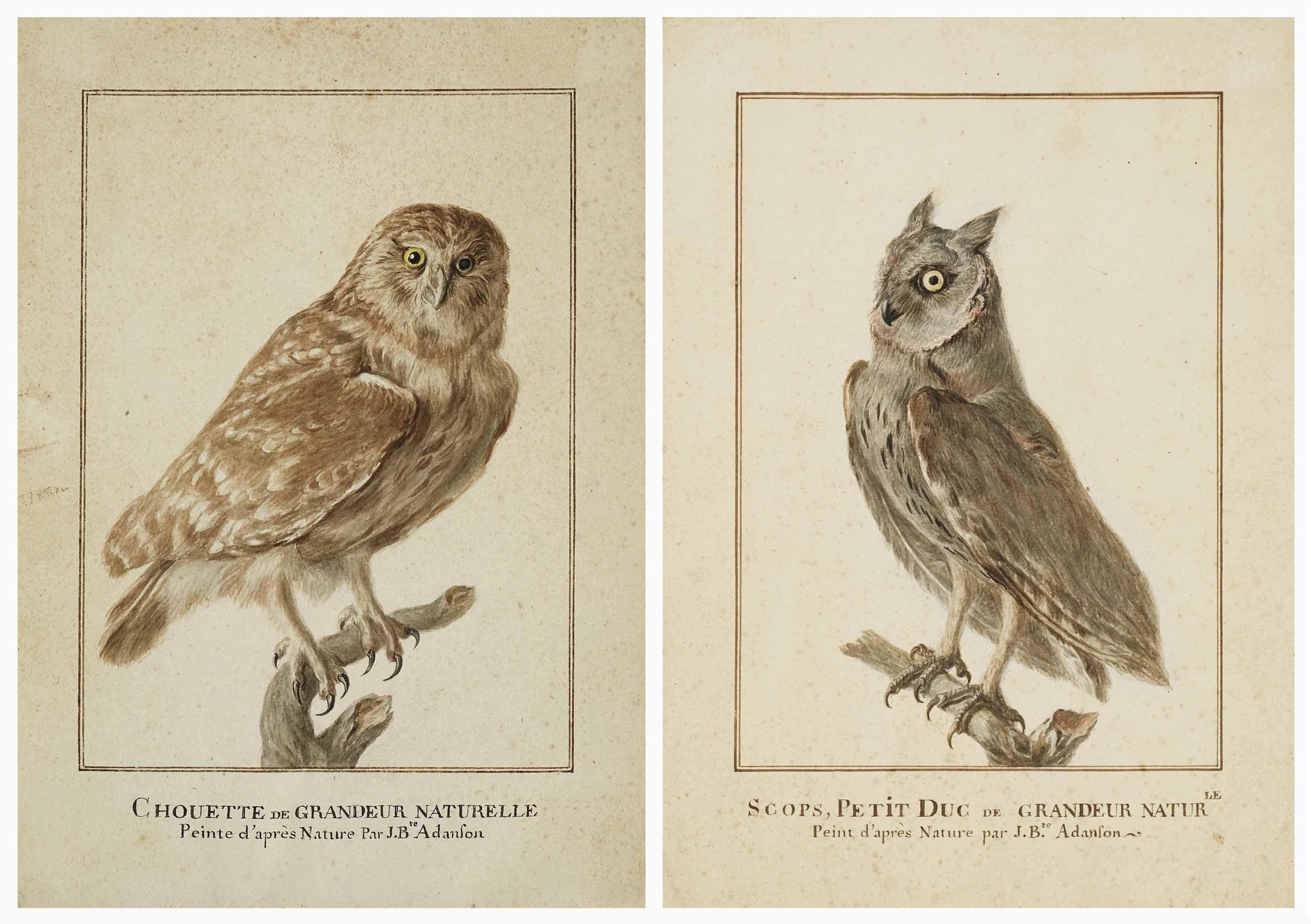 Jean-Baptiste Adanson - Chouette chevêche (Athene noctua) sur une branche; et Petit-duc scops (Otus scops) sur une branche