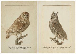 Jean-Baptiste Adanson - Chouette chevêche (Athene noctua) sur une branche; et Petit-duc scops (Otus scops) sur une branche