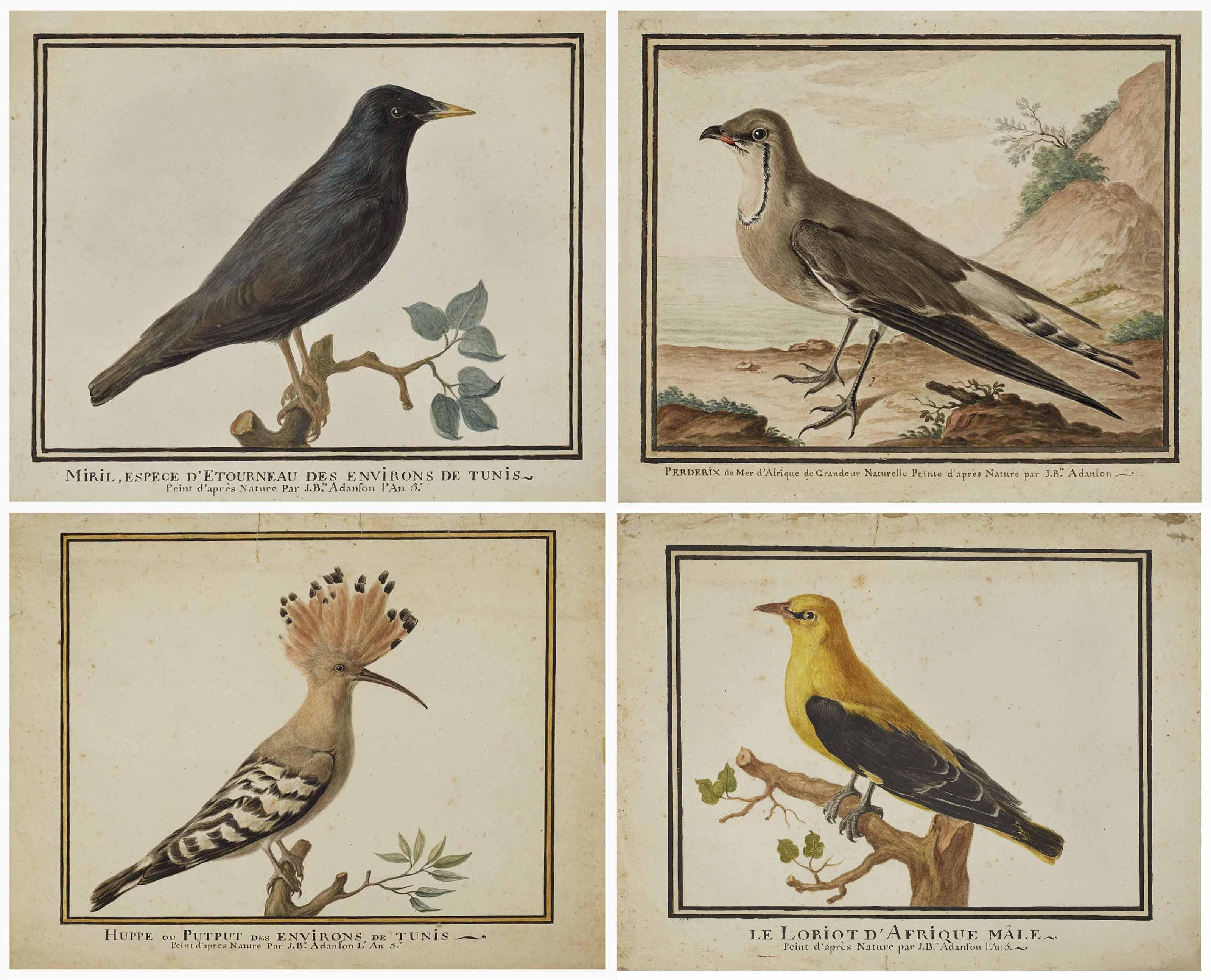Jean-Baptiste Adanson - Étourneau (Sturnus) ; Perdrix (Perdicem) dans un paysage maritime ; Huppe fasciée (Upupa epops) ; et Loriot (Oriolus)