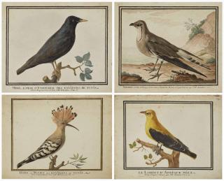 Jean-Baptiste Adanson - Étourneau (Sturnus) ; Perdrix (Perdicem) dans un paysage maritime ; Huppe fasciée (Upupa epops) ; et Loriot (Oriolus)
