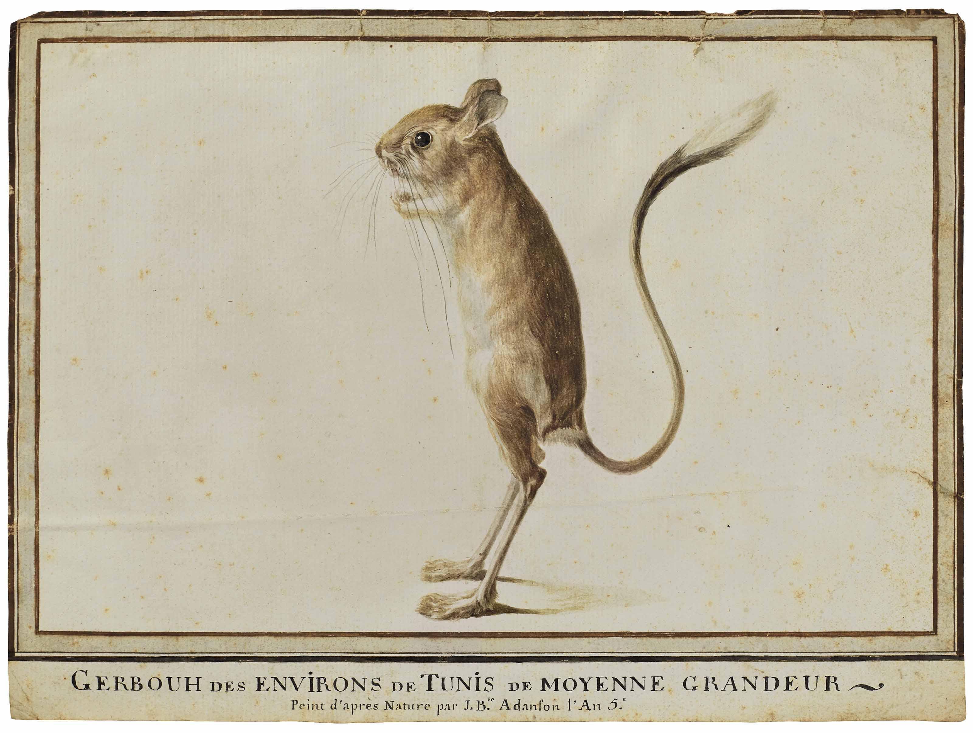 Jean-Baptiste Adanson - Gerboise (Jerboa) debout