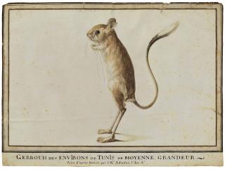 Jean-Baptiste Adanson - Gerboise (Jerboa) debout