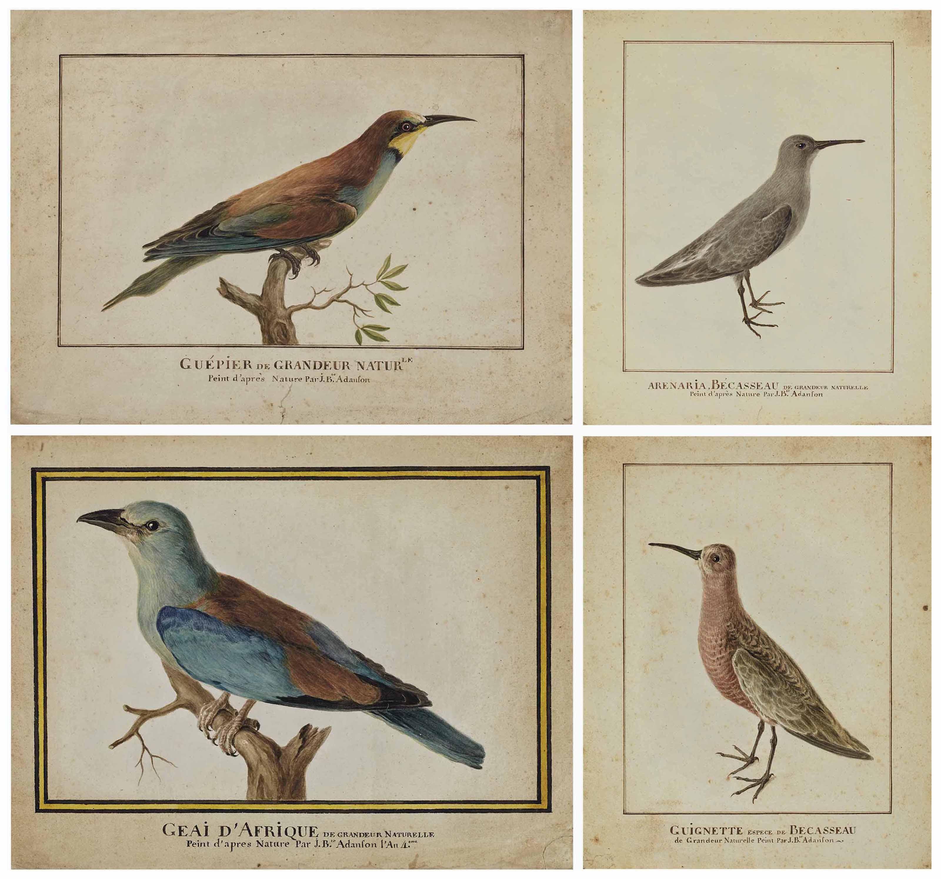Jean-Baptiste Adanson - Quatre études d\'oiseaux: un guépier (Merops apiaster), un geai d\'Afrique (Cyanocorax) et deux bécasseaux (arenaria et guignette)