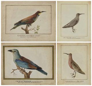 Jean-Baptiste Adanson - Quatre études d\'oiseaux: un guépier (Merops apiaster), un geai d\'Afrique (Cyanocorax) et deux bécasseaux (arenaria et guignette)