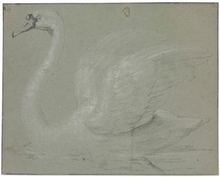 Jean-Baptiste Oudry - A Swan