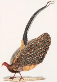 Jean-Gabriel Pretre - Argus géant - Male Argus - Phasianus argus