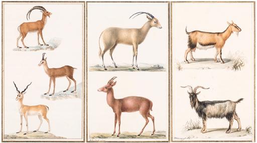Jean-Gabriel Pretre - Bouquetin - Ibex - Capra ibex Chamois - Chamoy - Rupicapra alpina Antilope - Antelope - Antilopus [1] signed in gold \