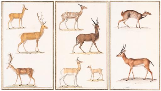 Jean-Gabriel Pretre - Guil Lanna Nanguer Chevrotain de Java - Four Chevrotains [1] Chevreuil - Roe-deer - Capreolus capreolus Cerf - Red Deer - Cervus elaphus Wapiti - Wapiti [2], both signed in gold \