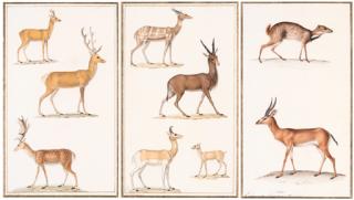 Jean-Gabriel Pretre - Guil Lanna Nanguer Chevrotain de Java - Four Chevrotains [1] Chevreuil - Roe-deer - Capreolus capreolus Cerf - Red Deer - Cervus elaphus Wapiti - Wapiti [2], both signed in gold \