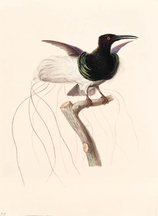 Jean-Gabriel Prêtre - Le Promérops multifil, mâle -- Twelve-wired Bird-of-Paradise -- Seleucidis melanoleuca.