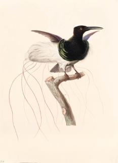 Jean-Gabriel Prêtre - Le Promérops multifil, mâle -- Twelve-wired Bird-of-Paradise -- Seleucidis melanoleuca.