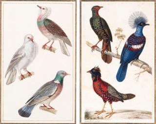 Jean-Gabriel Pretre - Nonain Grosse gorge Ramier - Three Pigeons - Columba sp. [1], signed in gold \