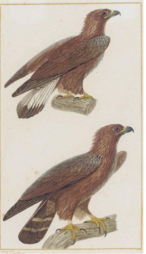 Jean Gabriel Pretre - Studies of an Eagle