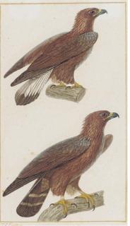 Jean Gabriel Pretre - Studies of an Eagle