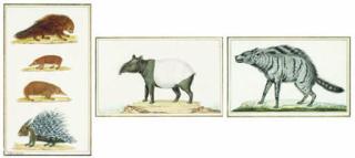 Jean-Gabriel Pretre - Tapir Maïba - Tapir - Tapirus indicus [1], signed in gold \