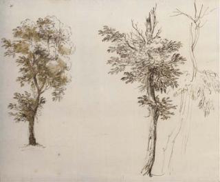 Jean-Jacques de Boissieu - Etude de trois arbres