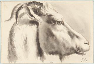 Jean Jacques de Boissieu - Kopf eines Widders