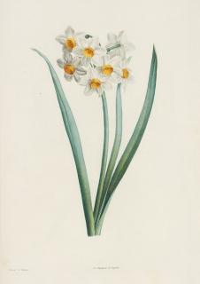 Jean-Jacques Rousseau - La botanique, Paris, 1805