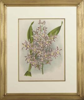 Jean Jules Linden - Lindenia: Iconographie des Orchidées: Six Plates