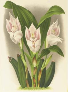 Jean-Jules Linden - Lindenia: Iconographie des Orchidées: Six Plates
