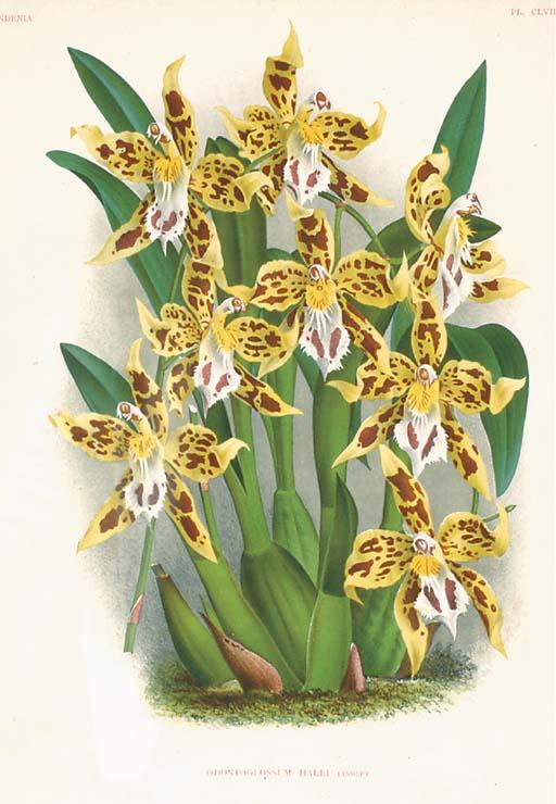Jean Jules Linden - Lindenia: Iconographie Des Orchidées: Six Plates