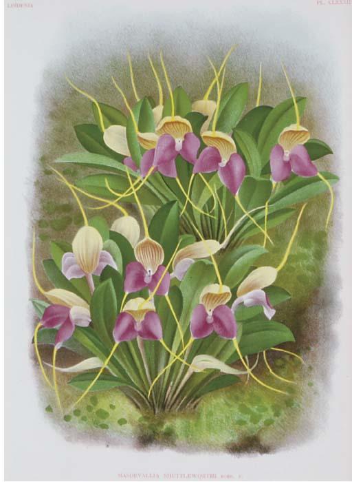Jean-Jules Linden - Lindenia: Iconographie des Orchidées: Six Plates