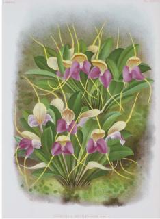 Jean-Jules Linden - Lindenia: Iconographie des Orchidées: Six Plates