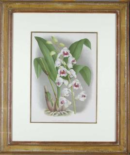 Jean Jules Linden - Lindenia: Iconographie des Orchidies: Six Plates