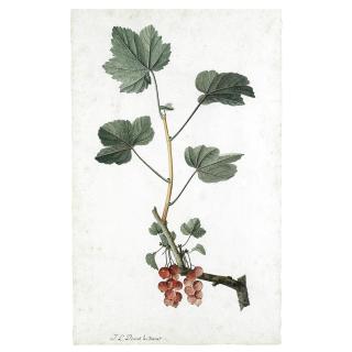 Jean-Louis Prévost - Study Of Redcurrants On A Branch