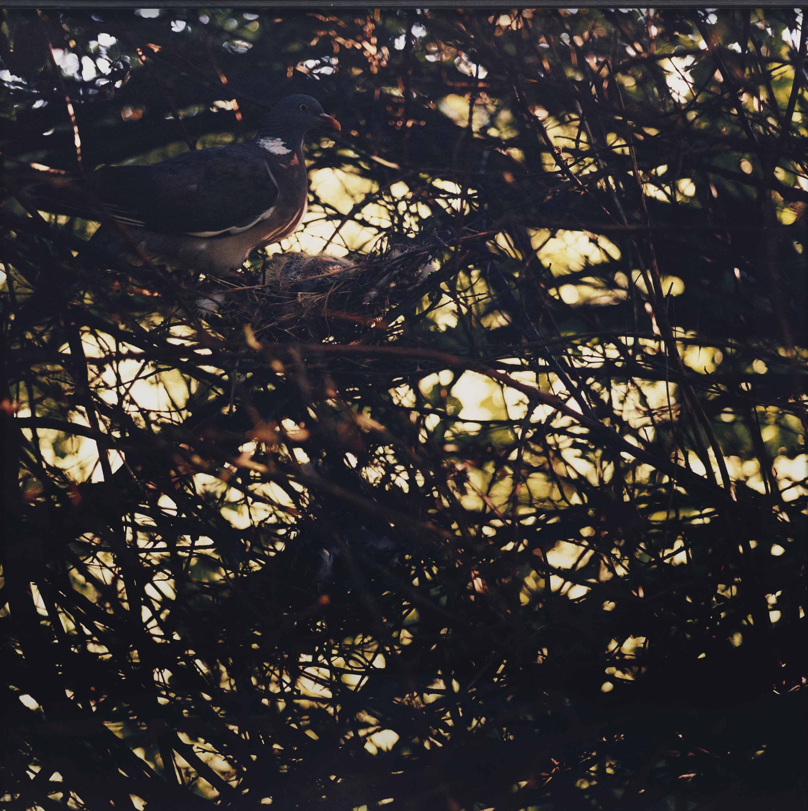 Jean-Luc Mylayne - No 302, Aout-Septembre, 1981