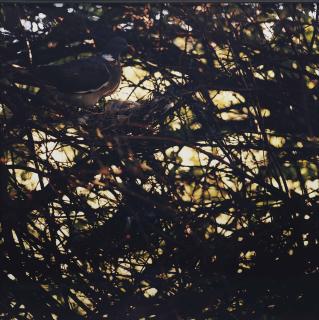 Jean-Luc Mylayne - No 302, Aout-Septembre, 1981