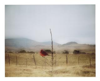 Jean-Luc Mylayne - No. 424, Janvier Fevrier Mars, 2007