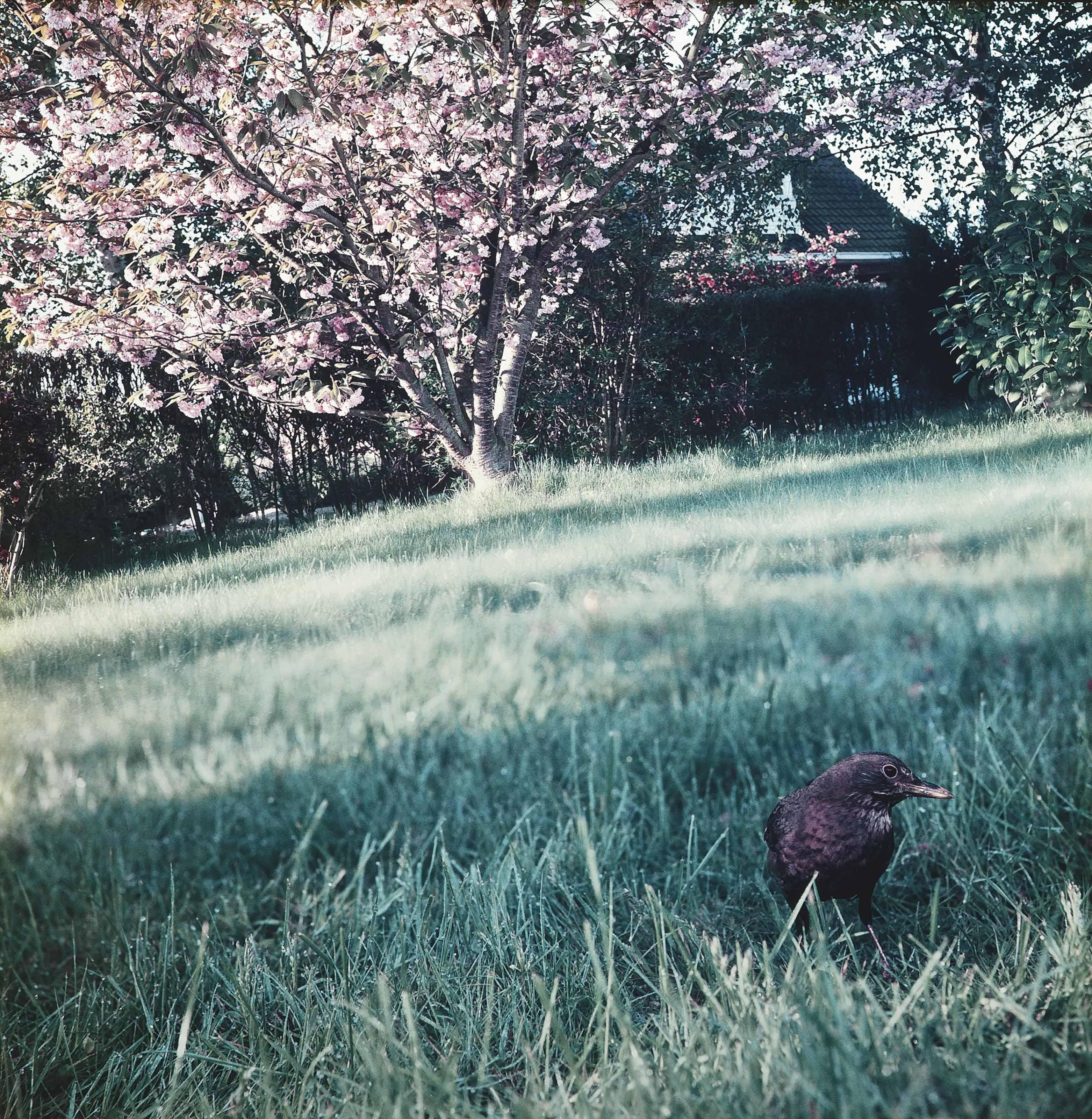 Jean-Luc Mylayne - No. 75 (mars, avril, mai)