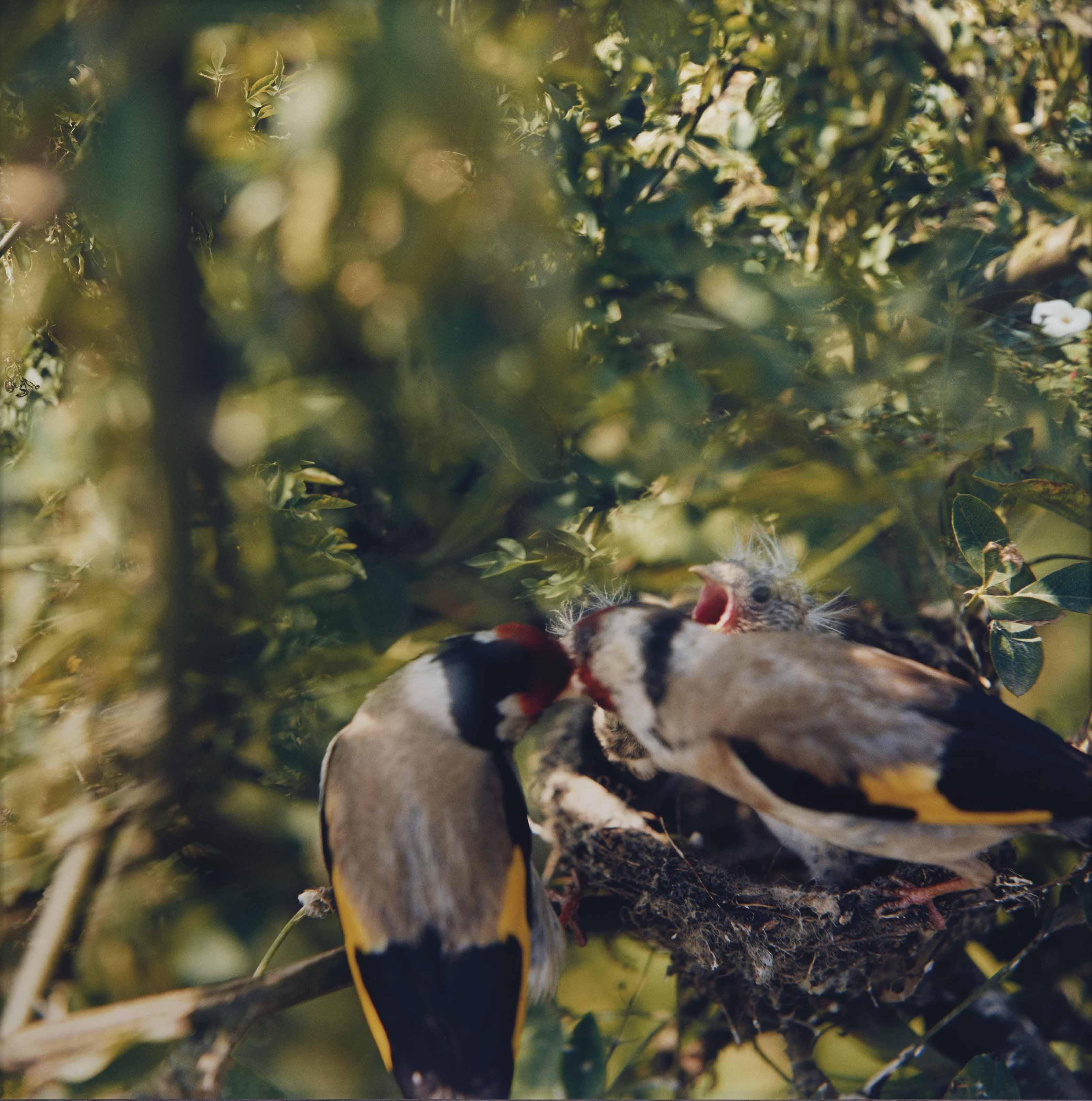 Jean-Luc Mylayne - No  .   C1 Juin- Juillet, 1981