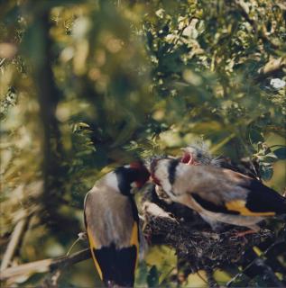 Jean-Luc Mylayne - No  .   C1 Juin- Juillet, 1981