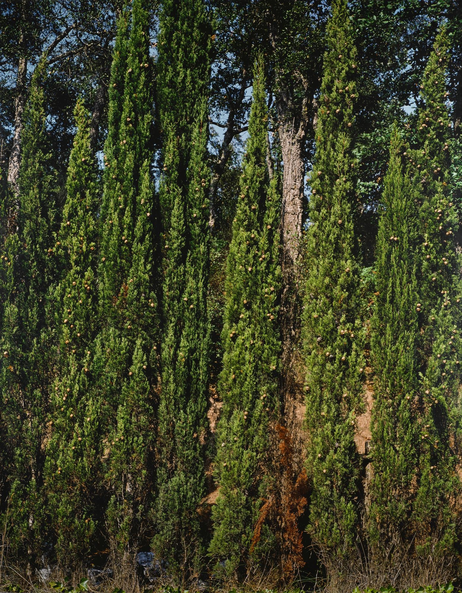 Jean-Marc Bustamante - Cypres T.123.91